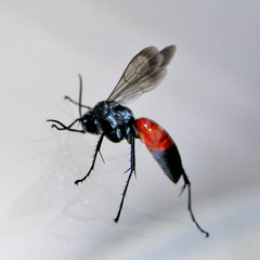 Arachnospila