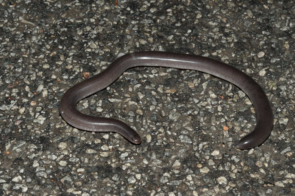 Rotund Blind Snake