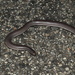 Rotund Blind Snake - Photo (c) Andrea Ruggeri, some rights reserved (CC BY-NC), uploaded by Andrea Ruggeri