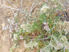 Polycarpaea aristata