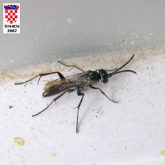 Agenioideus