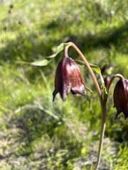 Fritillaria biflora