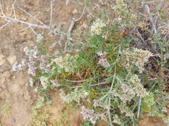 Polycarpaea aristata