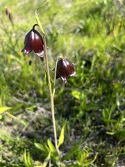 Fritillaria biflora