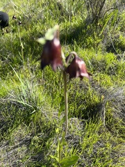 Fritillaria biflora