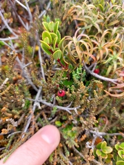 Lepidothamnus laxifolius