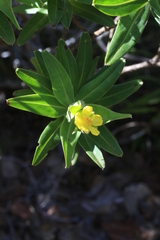 Hibbertia deplancheana