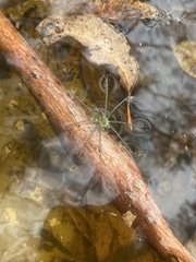 Dolomedes facetus