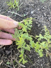 Eucrypta chrysanthemifolia