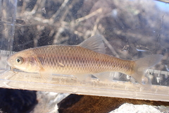 Cyprinella spiloptera