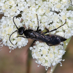 Aporus unicolor