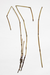 Equisetum × moorei