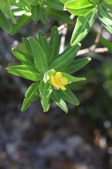 Hibbertia deplancheana