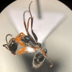 Pseudomyrmex gracilis