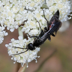 Aporus unicolor