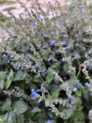 Salvia misella