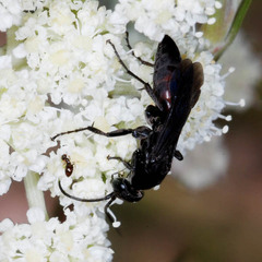 Aporus unicolor
