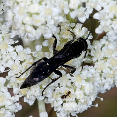 Aporus unicolor