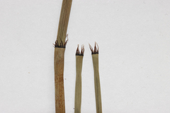 Equisetum × moorei