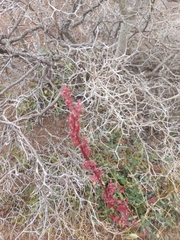 Rumex bucephalophorus