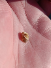 Theodoxus fluviatilis