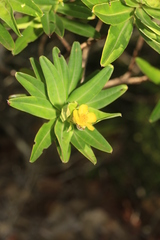 Hibbertia deplancheana