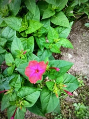 Mirabilis jalapa