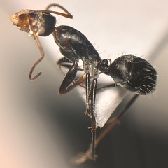 Myrmaphaenus