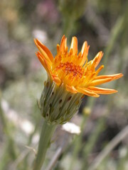 Adenophyllum cooperi