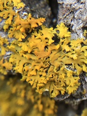 Xanthomendoza