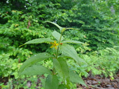 Lysimachia quadrifolia