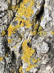Xanthomendoza