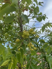 Phyllanthus acidus