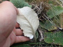 Brachyglottis lagopus