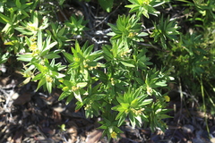 Hibbertia deplancheana