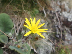 Brachyglottis lagopus