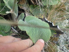 Brachyglottis lagopus