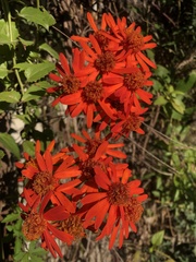 Pseudogynoxys chenopodioides