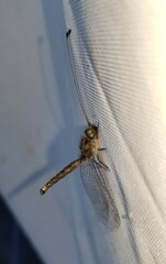 Ululodes quadripunctatus