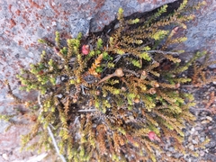 Lepidothamnus laxifolius