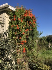 Pseudogynoxys chenopodioides