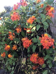 Pseudogynoxys chenopodioides