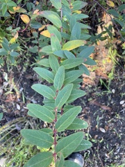 Hypericum × moserianum