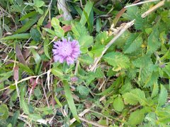 Centratherum punctatum