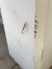 Bistanta mexicana