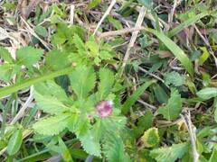 Centratherum punctatum