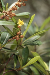 Hibbertia emarginata