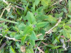 Centratherum punctatum