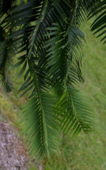 Wollemia nobilis