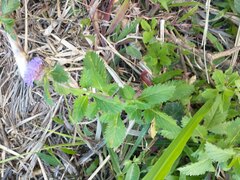 Centratherum punctatum